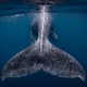 A humpback whale calf.